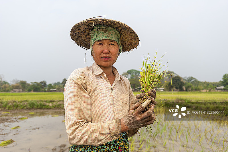 女人在缅甸密支那附近的稻田里插秧图片素材