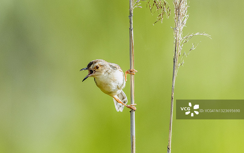 栖息在树枝上的鹪鹩莺图片素材