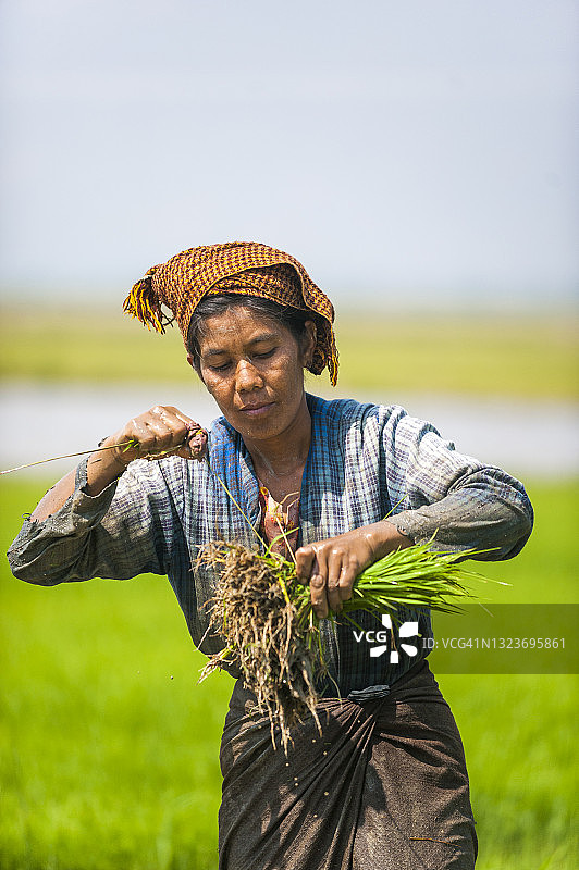 在茵莱湖附近，一位妇女将幼稻收割成捆，这些稻子将被重新种植，间隔更远，以便稻子长得更高图片素材
