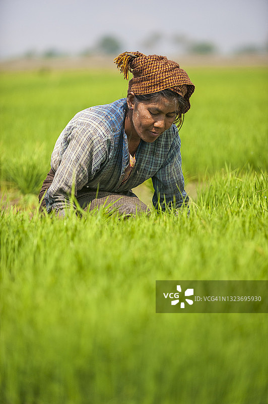 在茵莱湖附近，一位妇女将幼稻收割成捆，这些稻子将被重新种植，间隔更远，以便稻子长得更高图片素材