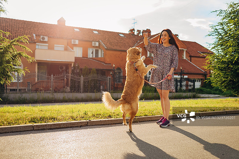 快乐的女子遛狗时教金毛寻回犬新技巧图片素材