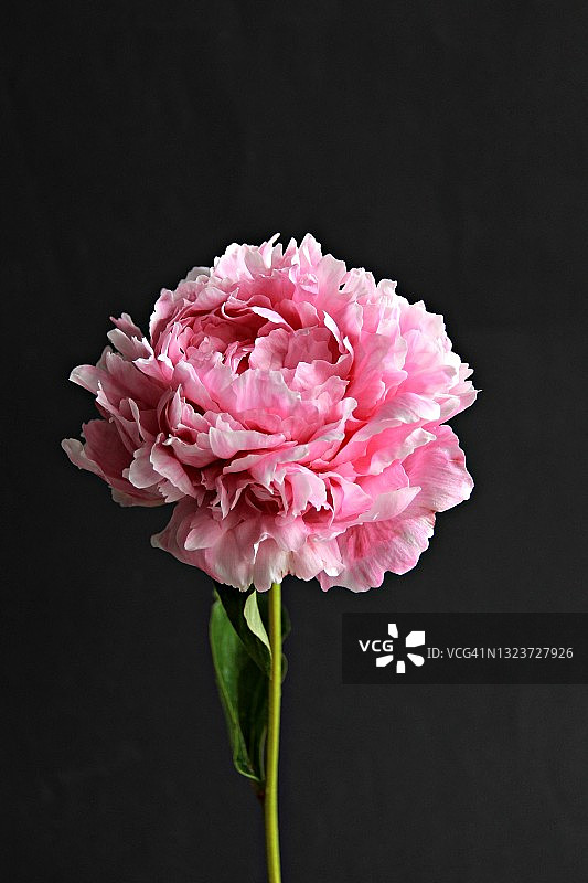 黑色背景上的粉色牡丹图片素材