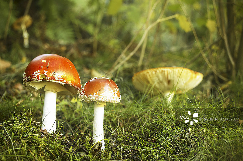 意大利皮埃蒙特毒蝇伞图片素材