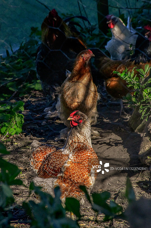 岛屿上的鸡舍图片素材