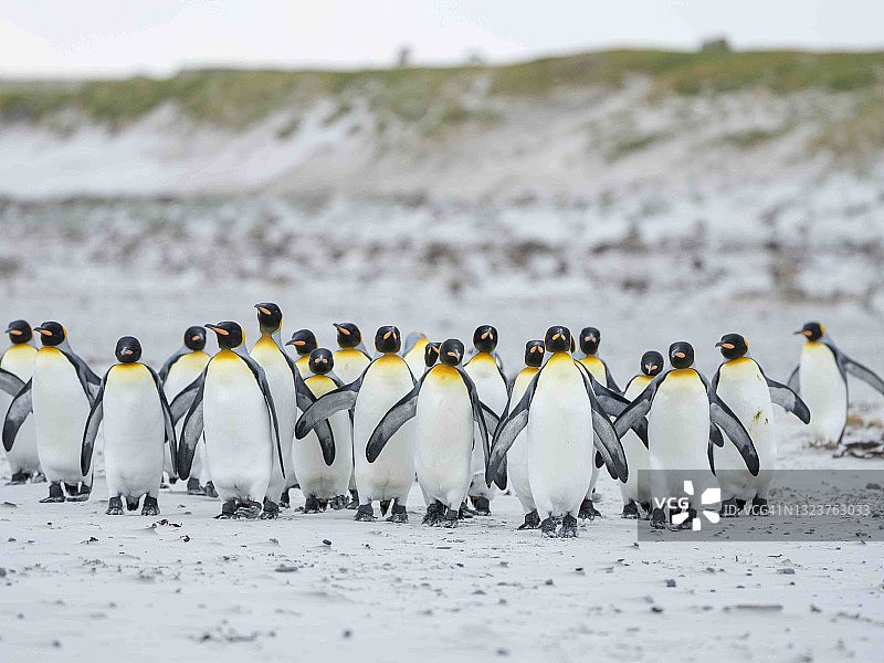 企鹅，福克兰群岛图片素材