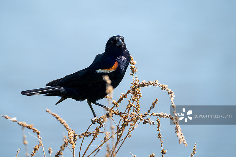 栖息在树枝上的红翅黑鹂，蓝色天空背景，留有额外空白图片素材