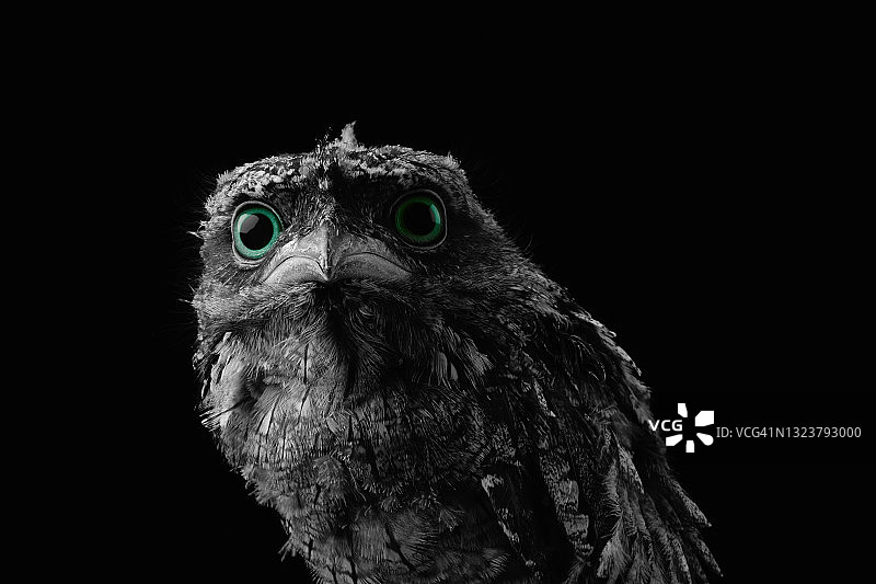 万圣节风格的数码鸟类图像图片素材