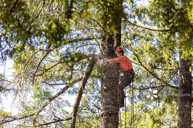 园艺师修剪树枝图片素材