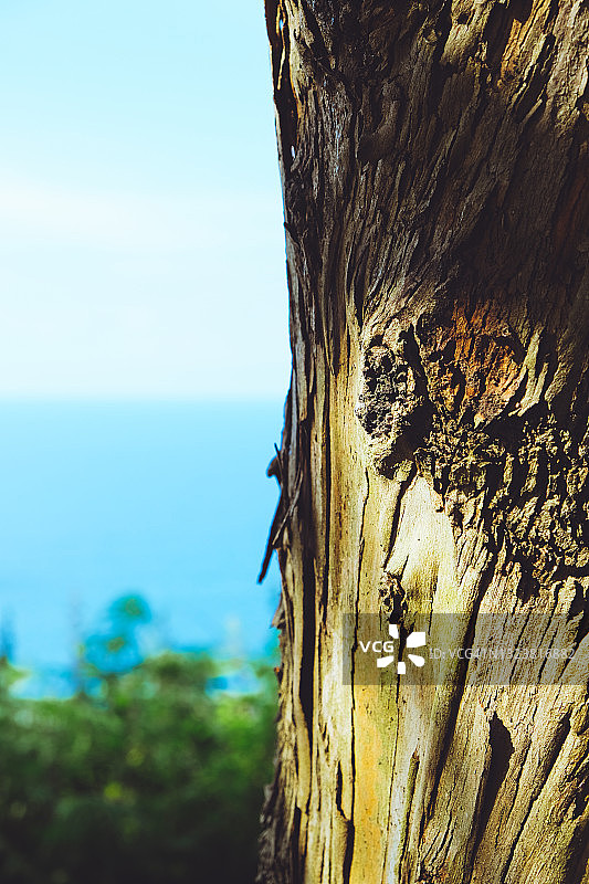 桉树树干特写图片素材