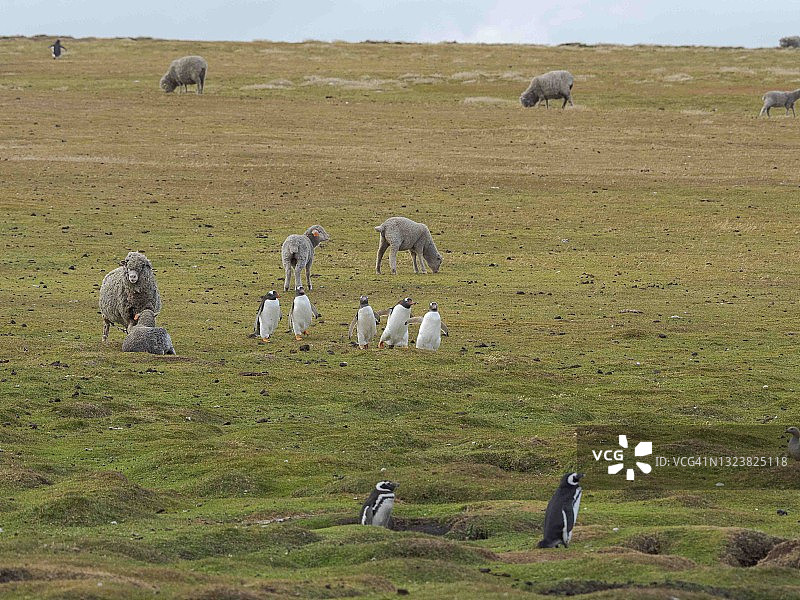 福克兰群岛的巴布亚企鹅图片素材