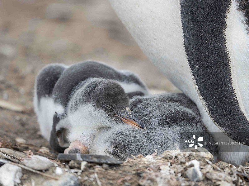 巴布亚企鹅，福克兰群岛图片素材