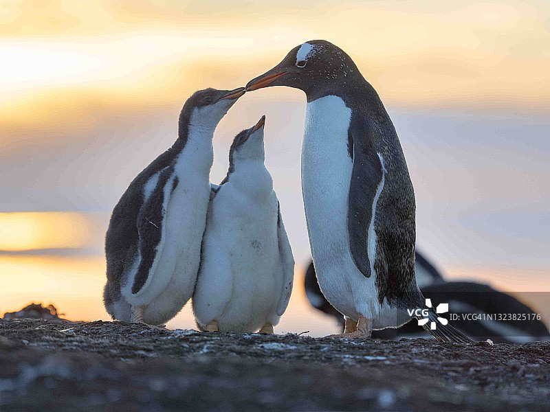 巴布亚企鹅，福克兰群岛图片素材