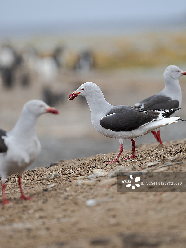海鸥（学名：Larus scoresbii），福克兰群岛图片素材