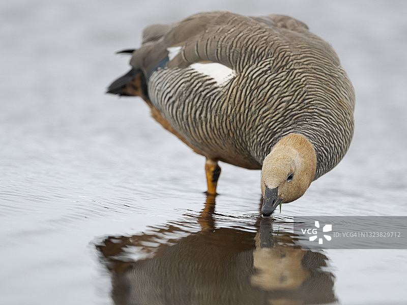 红头麦哲伦雁（丘比斯麦哲伦雁），福克兰群岛图片素材