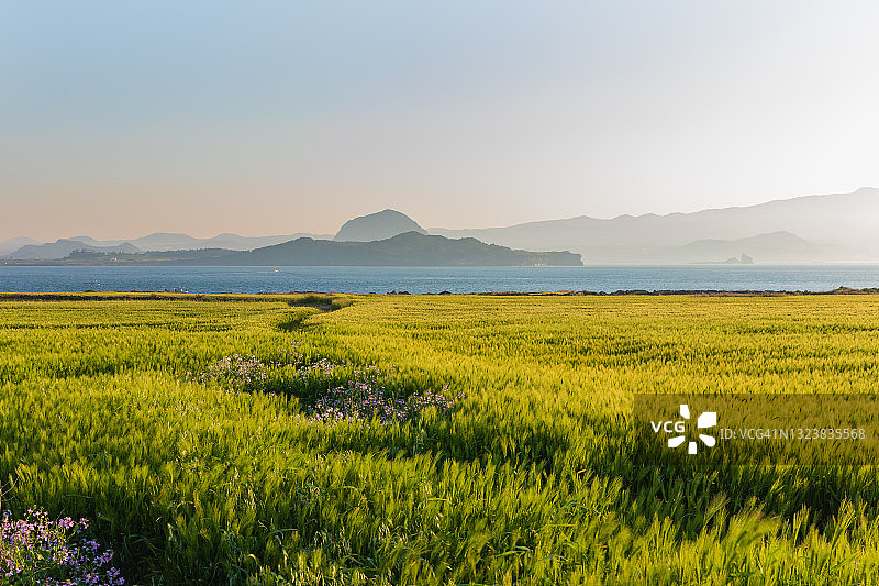 韩国济州岛大麦田风光图片素材