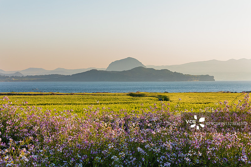 韩国加波岛的紫色油菜和绿色大麦田风光图片素材