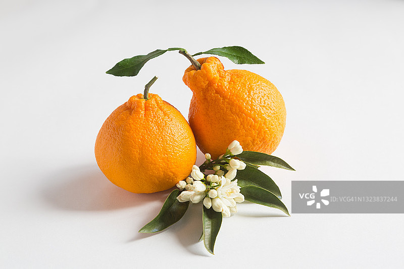 不知火柑图片素材