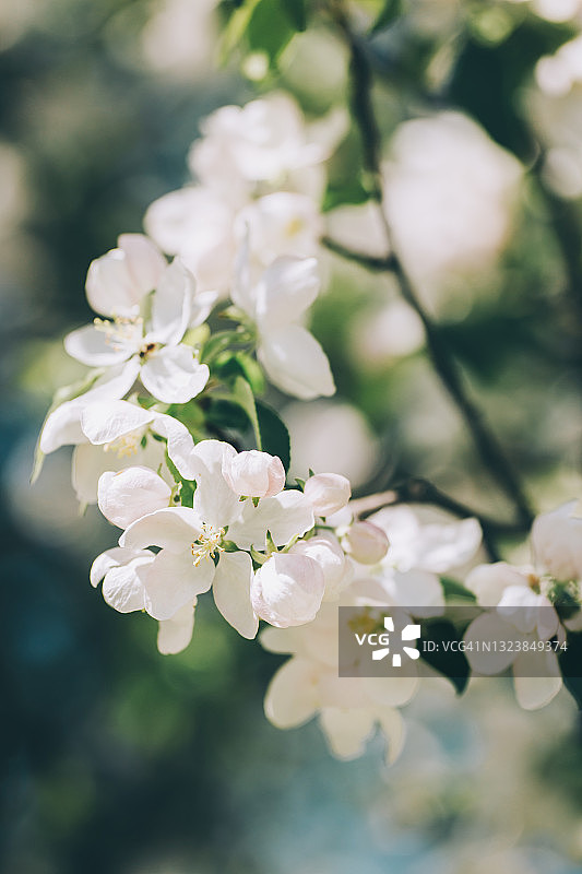 春天花园里盛开的苹果树枝图片素材