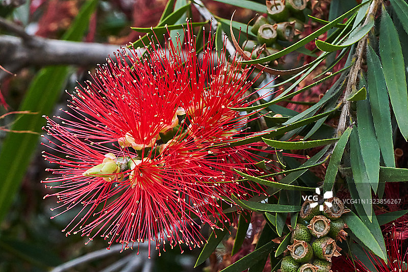 红千层属图片素材