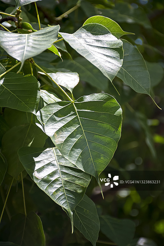 菩提叶图片图片素材