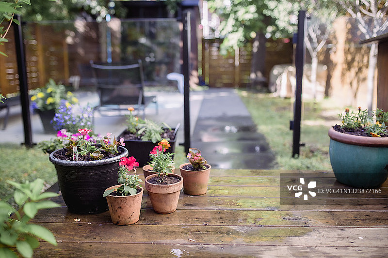 后院的盆栽植物图片素材