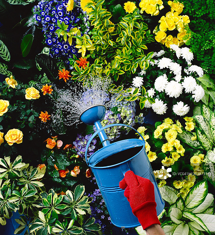 在花坛里浇花图片素材