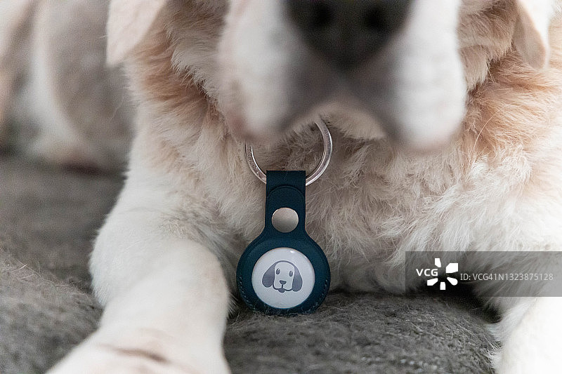 戴着AirTag追踪器和狗表情符号项圈的老年犬，确保安全图片素材