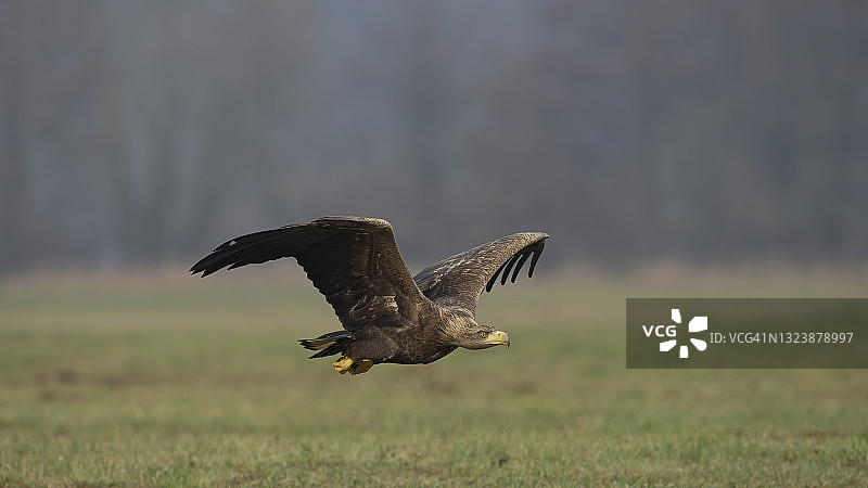白尾海雕图片素材