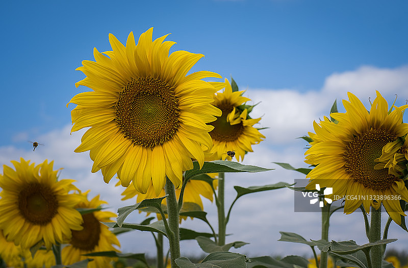 田野中生长的黄色向日葵特写图片素材