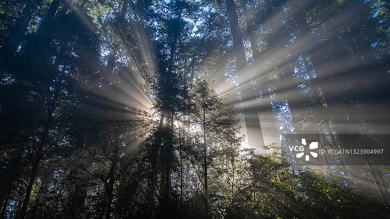 红杉国家公园清晨薄雾中的阳光图片素材