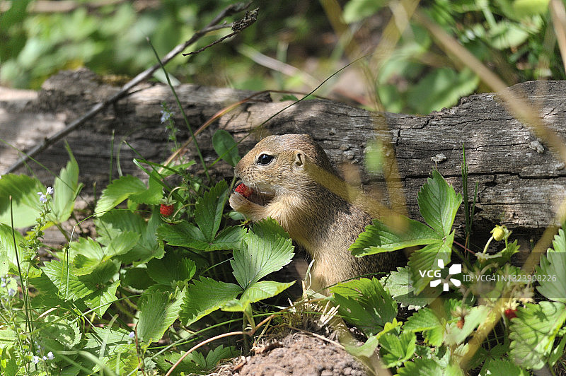 正在吃东西的黄鼠图片素材