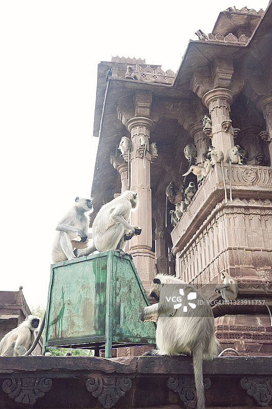 满多尔花园猴子庙图片素材