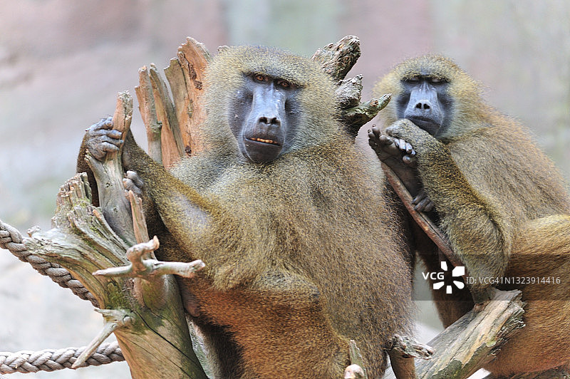 休息的狒狒图片素材