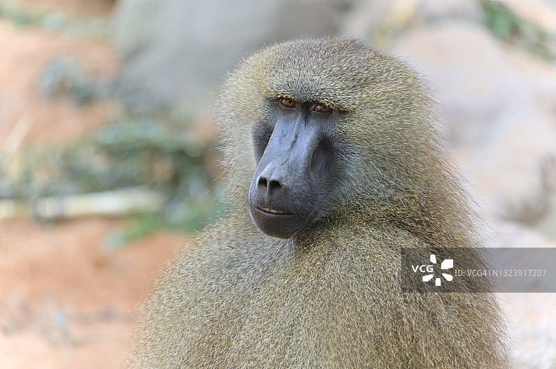 帕维安图片素材