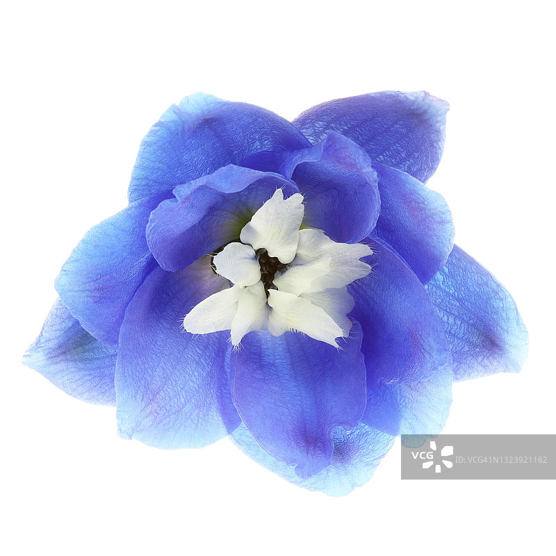 白色方块上的蓝色翠雀花小花图片素材