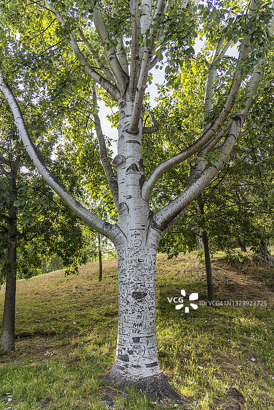 写满签名的树图片素材