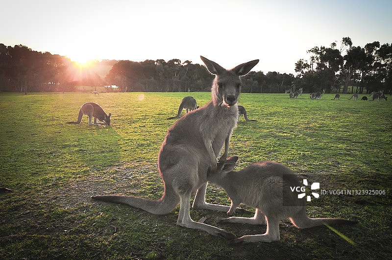 日落背景下的袋鼠哺乳图片素材