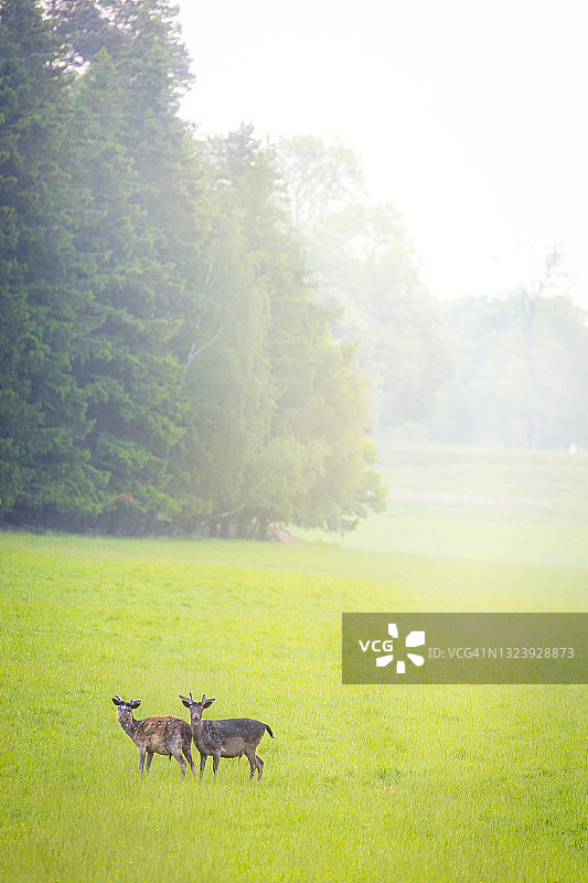 欧洲马鹿群图片素材