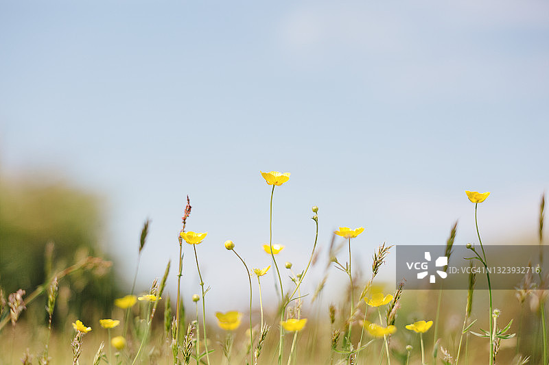 草地上盛开的毛茛花，背景是蓝天图片素材