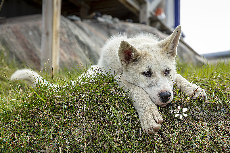 格陵兰岛伊卢利萨特雪橇犬幼犬图片素材