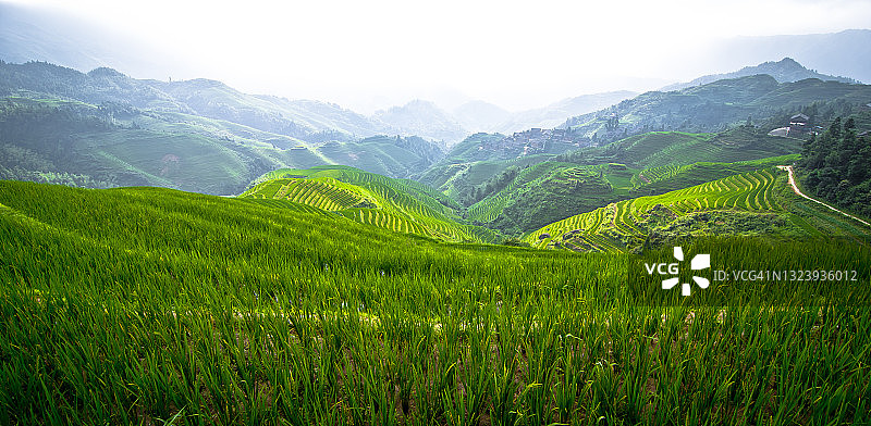 中国龙胜县龙脊梯田图片素材