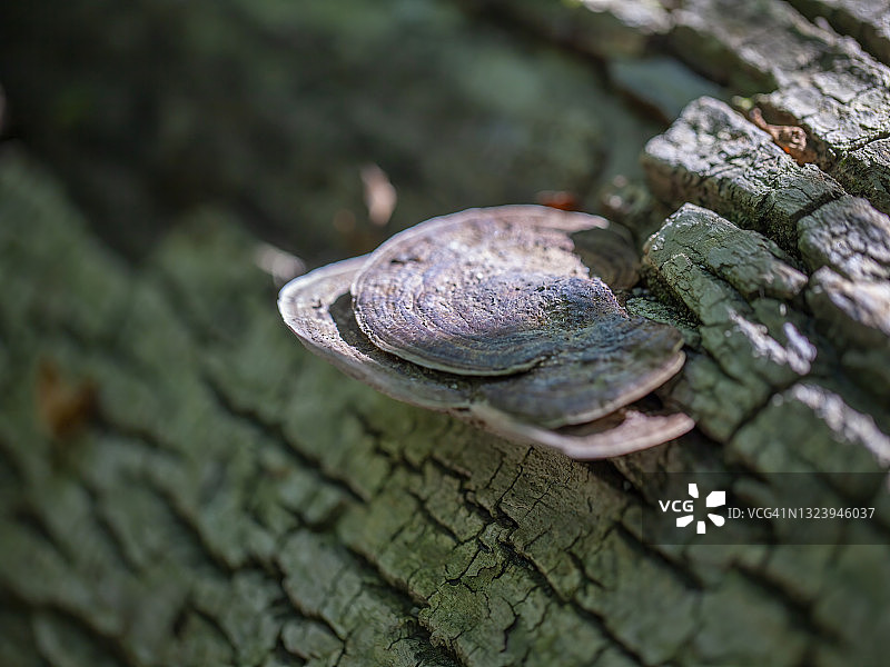 雨后的树舌图片素材