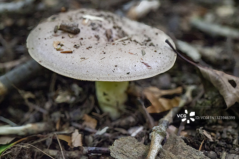 雨后的美味牛肝菌图片素材