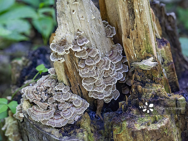 雨后的树舌图片素材