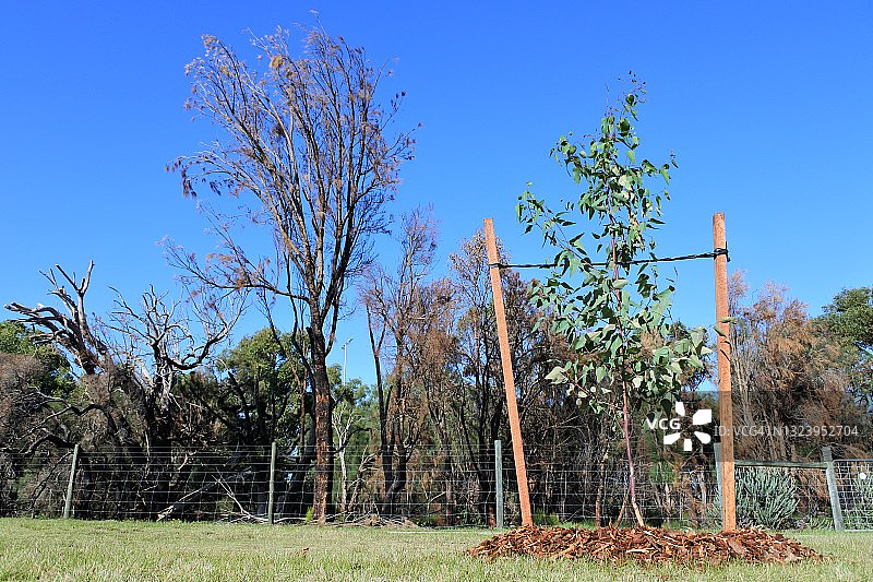 新树栽在一棵烧焦的树前面图片素材