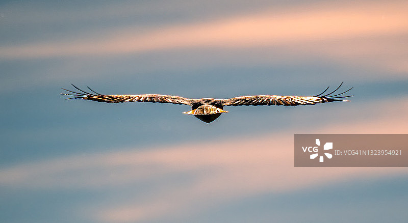 红尾鵟飞行图片素材