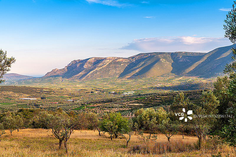 夏季橄榄树山谷图片素材