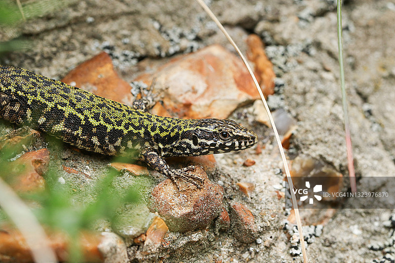 在石墙上晒太阳的漂亮壁虎图片素材
