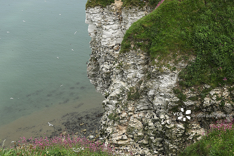 英国约克郡本普顿悬崖海鸟栖息地图片素材