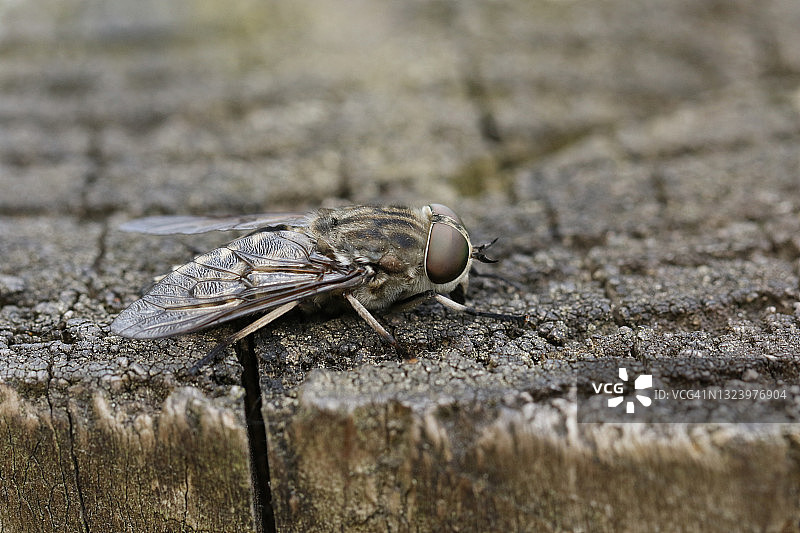 停留在木栅栏上的斑角食蚜虻图片素材